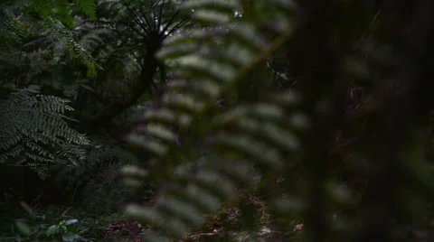 Chinese hiker in forest Stock Footage 53084555