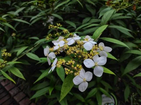 Chinese Hydrangea or Hydrangea chinensis Stock Photos