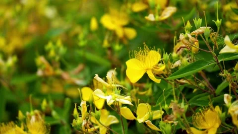 Chinese Hypericum (Chinese St. John's Wort) growing on bushes in the summertime Stock Footage 336649348