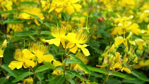 Chinese Hypericum flower being blown by the breeze 4K25p Video stock 336649358