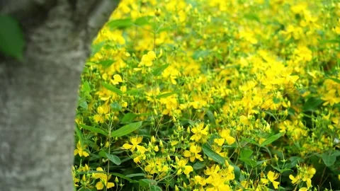 Chinese Hypericum flower at a park (handheld) 4K25p Vidéo 336649383