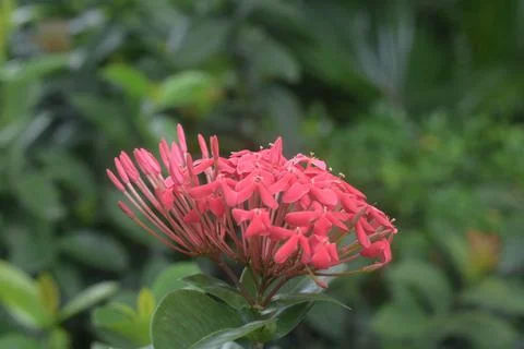 Chinese ixora higher classification of West Indian Jasmine family of Rubiacea Stock Photos