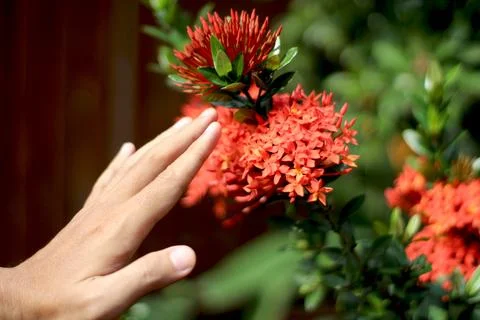 Chinese ixora Stock Photos