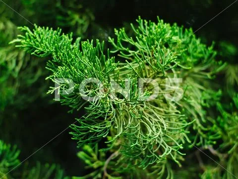 Chinese juniper or Juniperus chinensis Stock Photos
