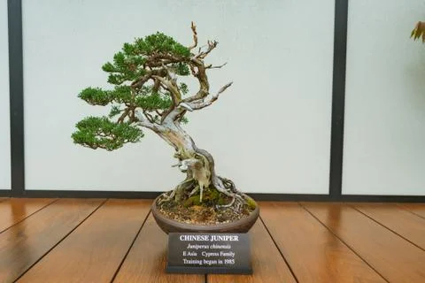Chinese Juniper tree Stock Photos