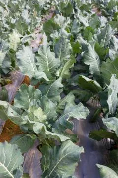 Chinese kale Stock Photos