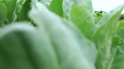 Chinese Kale vegetable field Stock Footage 70500170