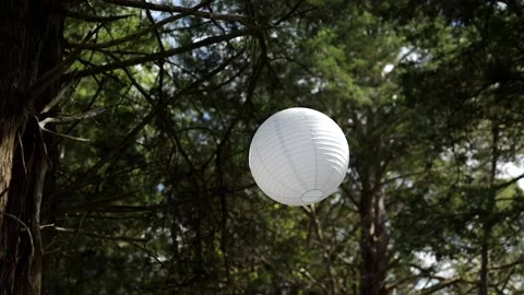 Chinese Lantern Hanging from Tree Blowing in Wind 스톡 동영상 162064658