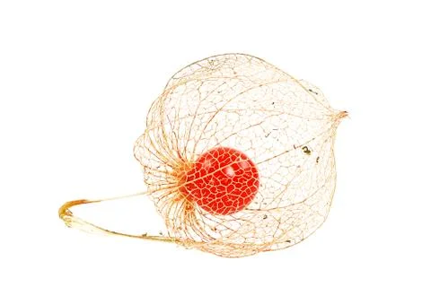 Chinese Lantern Stock Photos