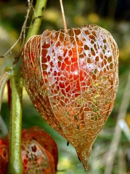 Chinese lantern Stock Photos