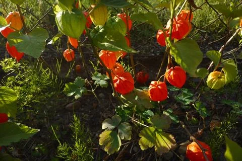 Chinese lantern 库存照片