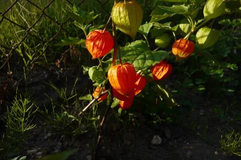 Chinese lantern 库存照片