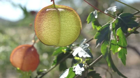 Chinese Lantern in Spring Macro Stock Footage 46976694