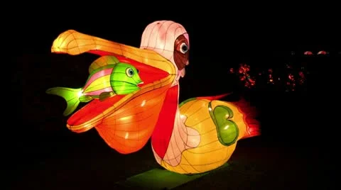 Chinese Lantern Of Two Pelicans Stock Footage 10682830