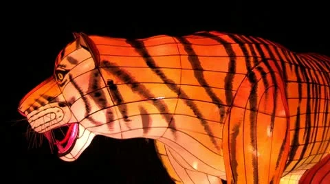 Chinese Lantern Of Two Tigers Stock Footage 10682934