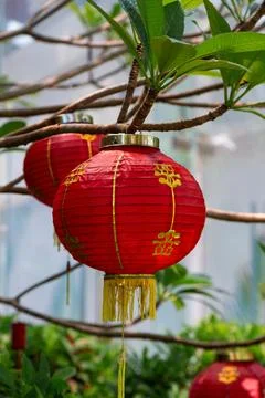 Chinese lanterns on a tree in the park Stock Photos
