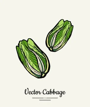 Chinese leaf cabbage hand drawn illustration. Isolated green cabbage sketch f Stock Illustration