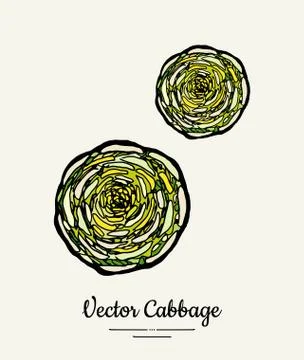 Chinese leaf cabbage hand drawn illustration. Isolated green cabbage sketch f Stock Illustration