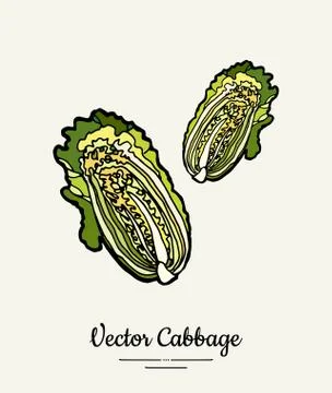 Chinese leaf cabbage hand drawn illustration. Isolated green cabbage sketch f Stock Illustration