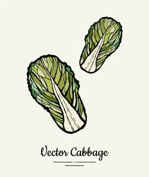 Chinese leaf cabbage hand drawn illustration. Isolated green cabbage sketch f Stock Illustration