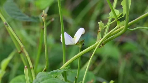 Chinese long bean flower with small pods. 스톡 동영상 340413287
