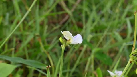 Chinese long bean flower with small pods. Stock Footage 340413298