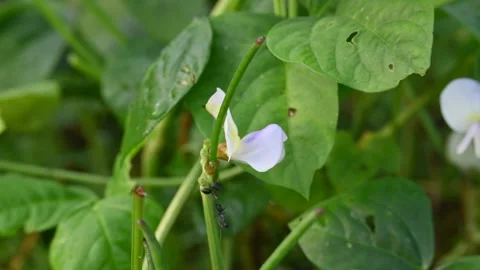 Chinese long bean flower with small pods. Stock Footage 340413304
