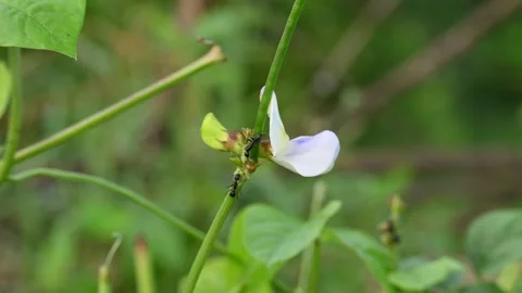 Chinese long bean flower with small pods. Stock Footage 340413312