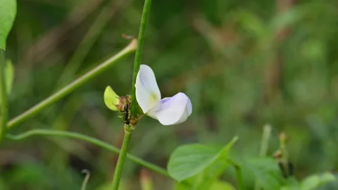 Chinese long bean flower with small pods. Stock Footage 340413327
