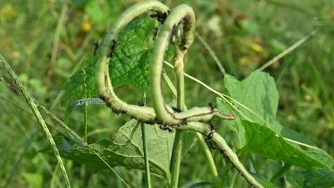 Chinese long bean pods are infested with black bean aphids. Видео 340340976