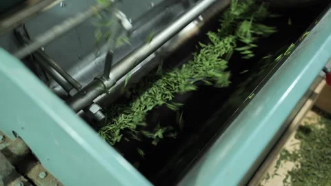 Chinese longjing tea making process, machine frying Stock Footage 311582354