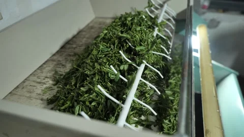 Chinese longjing tea making process, machine frying Stock Footage 311588412