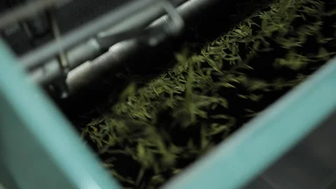 Chinese longjing tea making process, machine frying Stock Footage 311588416