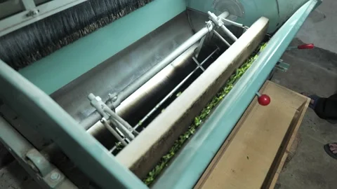 Chinese longjing tea making process, machine frying Stock Footage 311588425