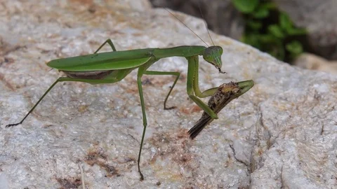 Chinese mantis devouring grasshopper Stock Footage 83293746