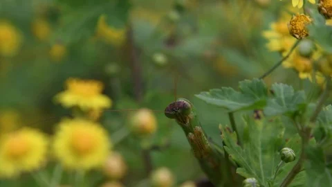 Chinese mantis hiding in ambush Stock Footage 83120923