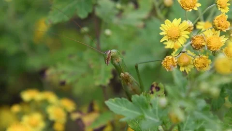 Chinese mantis hiding in ambush Stock Footage 83120936