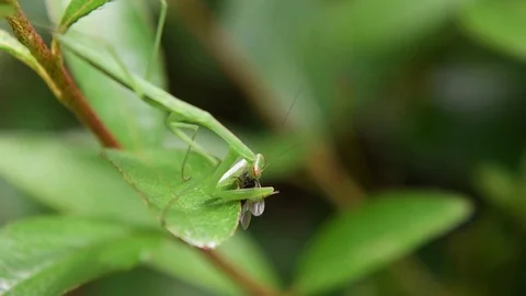 Chinese mantis nymph eating Stock Footage 83473774
