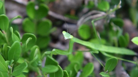 Chinese mantis nymph sitting Stock Footage 83464226