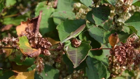 Chinese mantis sitting Stock Footage 83109147