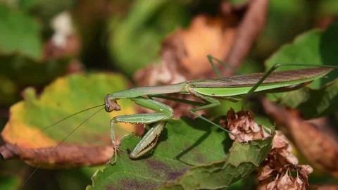 Chinese mantis sitting Stock Footage 83109163