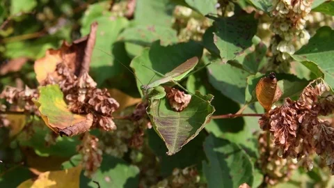 Chinese mantis sitting Video stock 83109166