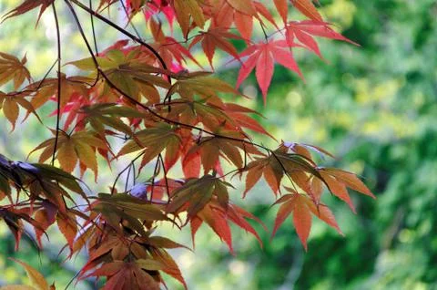 Chinese maple tree Stock Photos