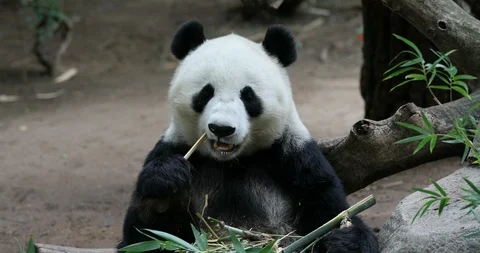 Chinese Panda Bear eating bamboo sitting 4K Stock Footage 100056564