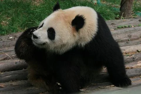 Chinese Panda Foto stock