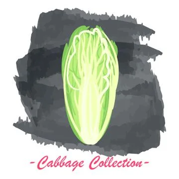 Chinese pekin vector isolated cabbage on a grunge background Illustrazione stock