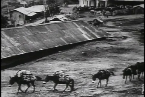 Chinese people use mules as a mode of transport - 1943-1947 Stock Footage 86684799