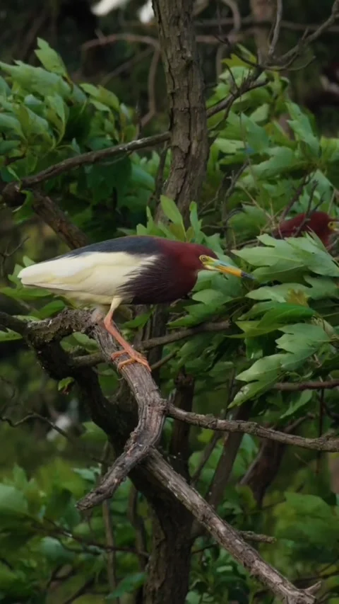 Chinese pond heron perched on a tree branch in its natural habitat Stock Footage 336033575