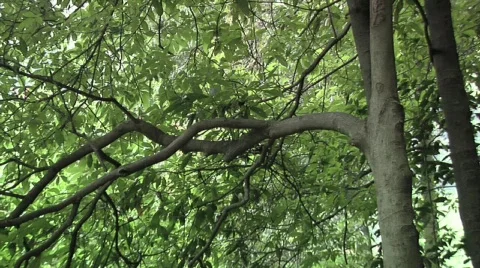 Chinese Prayer Flags Stock Footage 695888