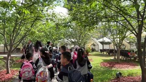 Chinese Primary School Students Spring Outing in Park 4k Stock Footage 334940228